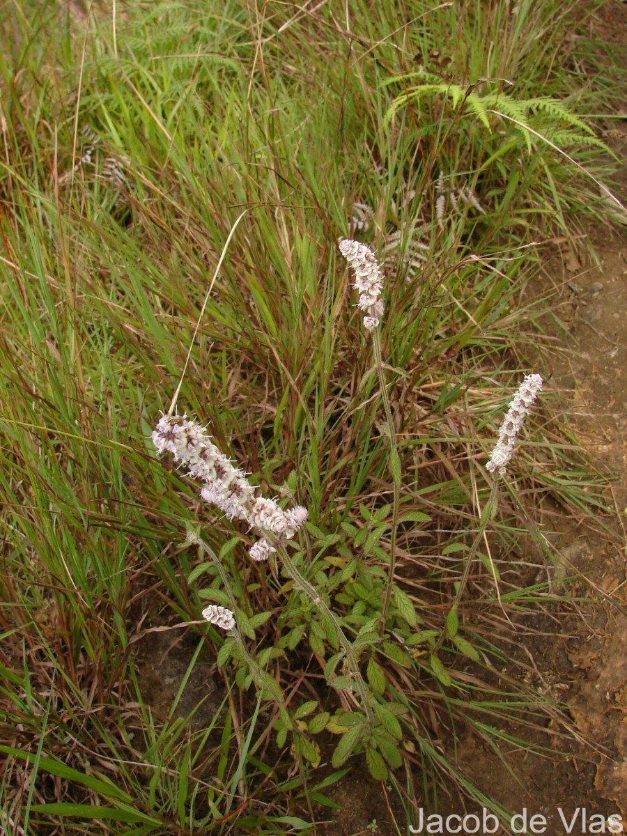 Platostoma elongatum (Benth.) A.J.Paton